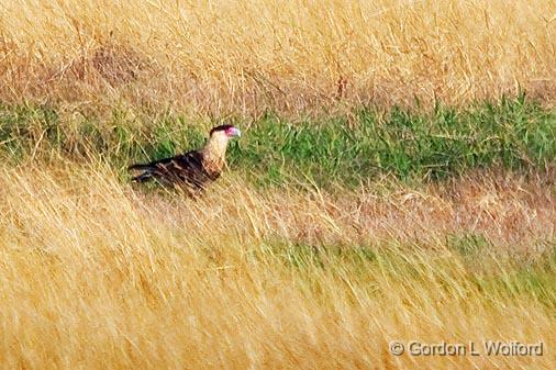 Crested Caracara On The Ground_31689.jpg - Photographed along the Gulf coast near Point Comfort, Texas, USA.